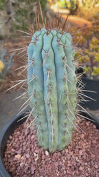 Browningia Hertlingiana | Rare Blue Cactus | 11" Specimen