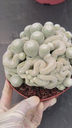 Mammillaria Perbella Monster Crested Cluster #0120
