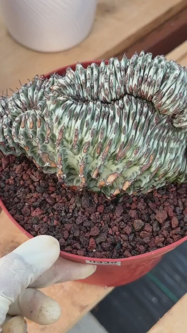 Crested Euphorbia Confinalis Grafted | Rare Live Collector Succulent #330