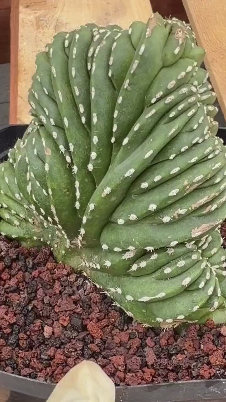 Crested Mexican Fence Post Cactus | Live Rare Plant #733