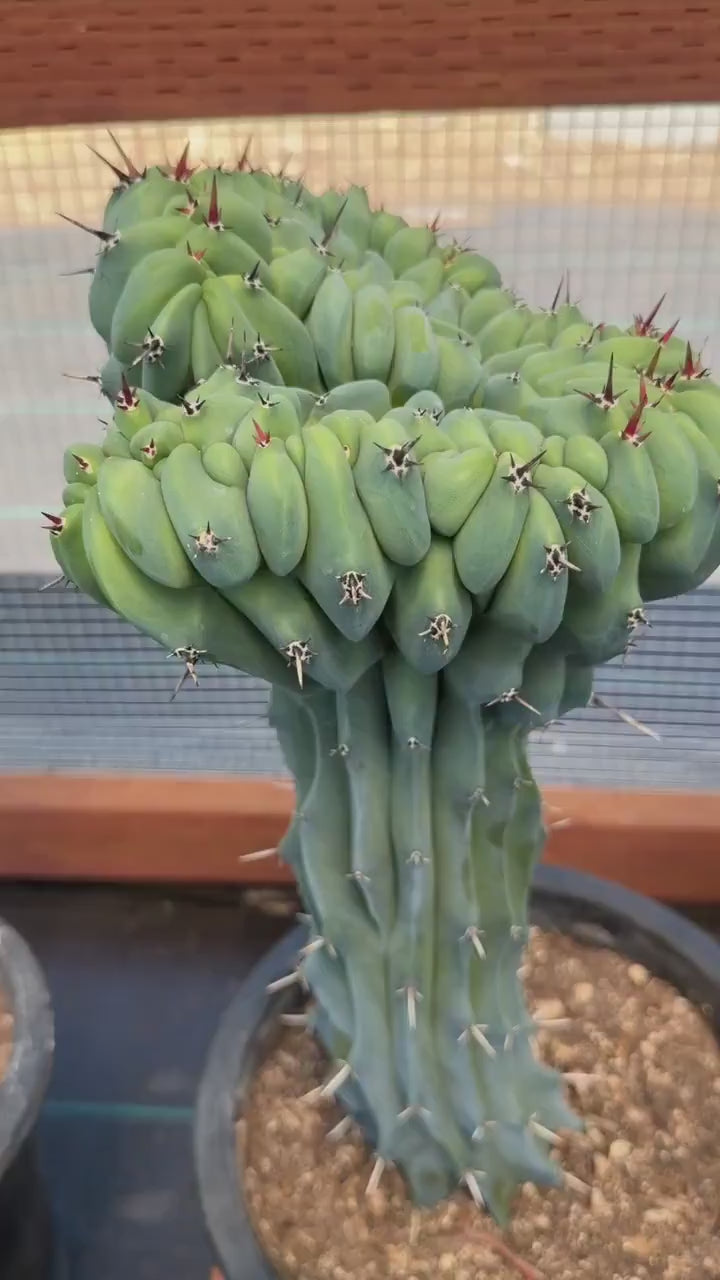 Crested Blue Myrtle Cactus | Rare Crested Live Cactus | Collector Plant
