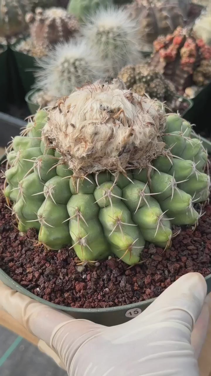 Discocactus Seed‑Grown Specimen #15 – Rare Live Succulent