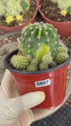 Variegated Lilly Easter Cactus Cluster #807