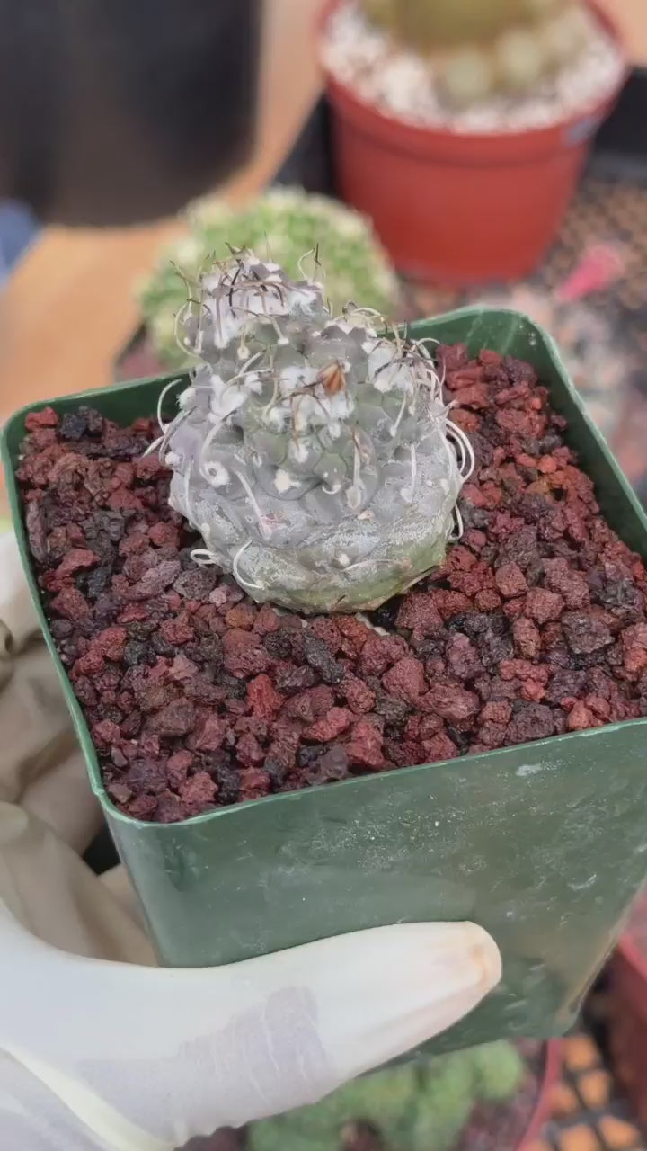 Turbinicarpus #269 | Rare Cactus with Pups Forming Crested Growth