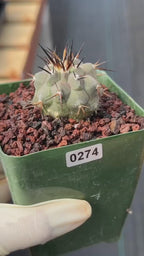 Copiapoa Cinerea #274 | Seed‑Grown Rare Cactus
