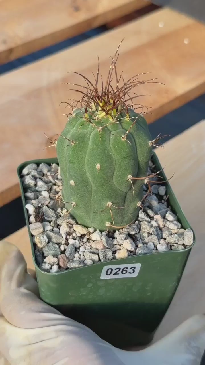 Matucana Tall Form Cactus #263 — Rare Collector Specimen