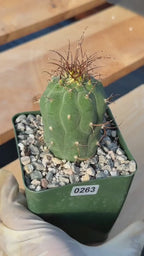 Matucana Tall Form Cactus #263 — Rare Collector Specimen