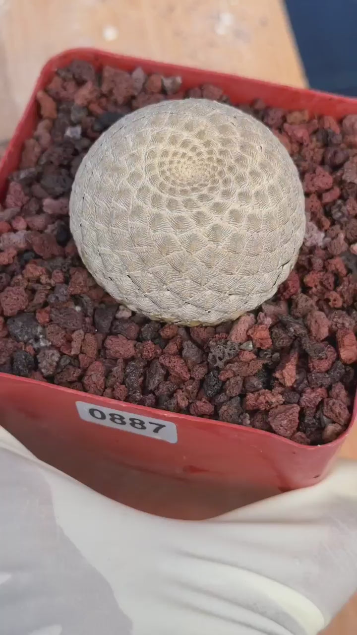 Euphorbia Piscidermis Fish Skin Euphorbia – Rare Succulent Cactus #887 Unique Collector Plant