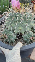 Thelocactus Rinconensis Cluster #42 | Seed Grown Rare Cactus