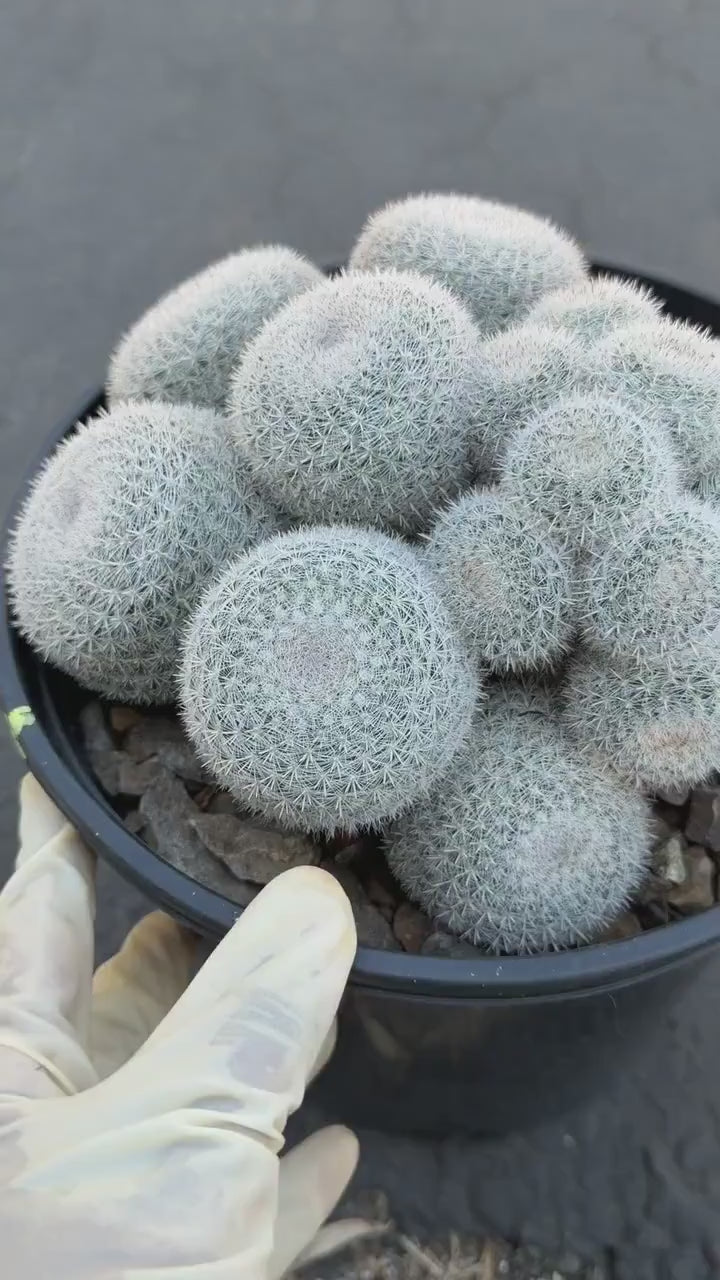 Large Mammillaria White Cluster #777 | Rare Live Cactus Specimen