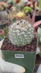 Turbinicarpus klinkerianus – Rare Seed-Grown Miniature Cactus | Collector Live Plant
