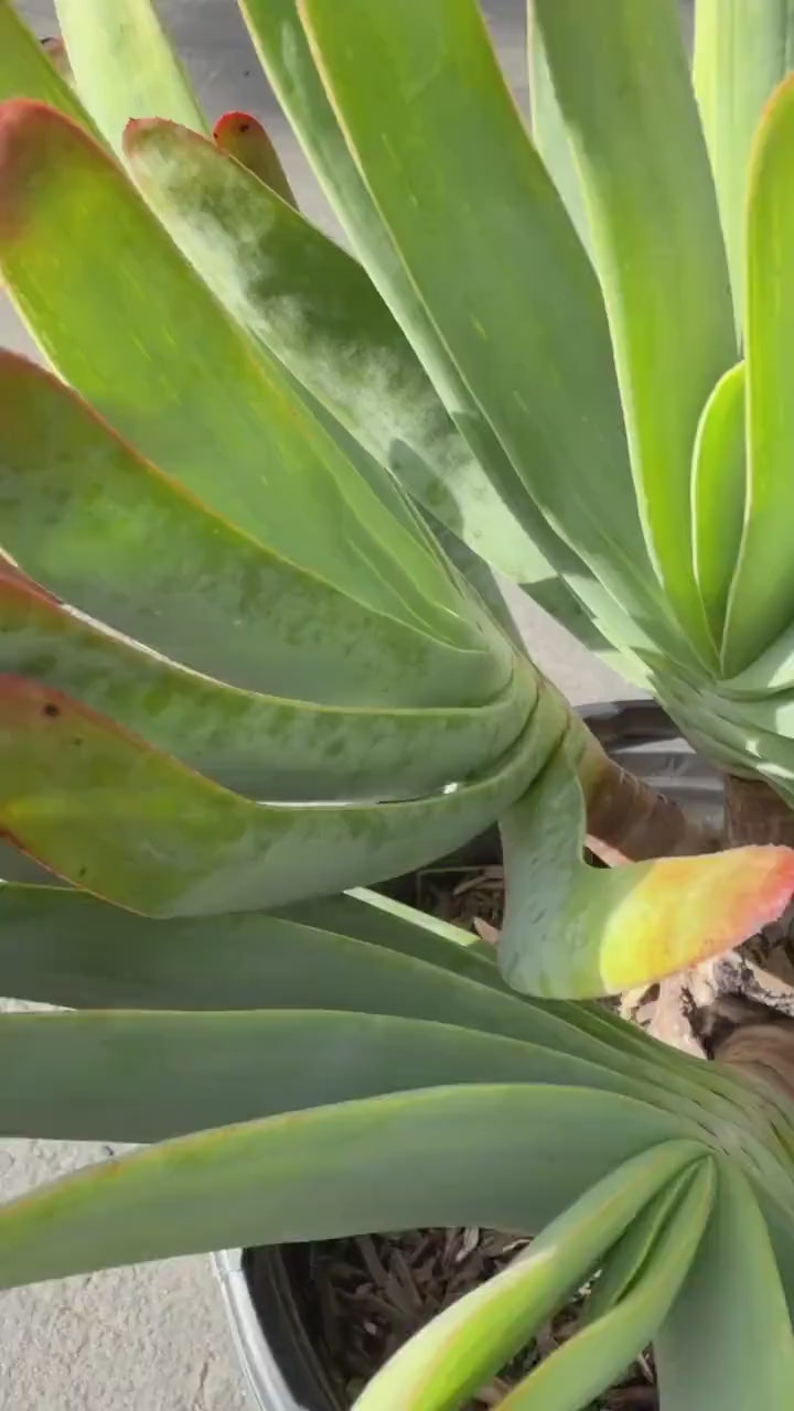 6 heads Tree Fan Aloe | Aloe Plicatilis Large Succulent | Rare Multi‑Head Tree Form Plant
