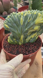 Variegated Crested Blue Myrtle Cactus #799