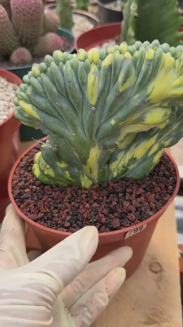 Variegated Crested Blue Myrtle Cactus #799