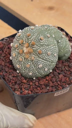 Astrophytum Asterias #458 — Rare Star Cactus | 4” Pot, 3” Width Live Succulent Plant