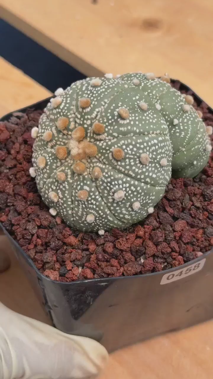 Astrophytum Asterias #458 — Rare Star Cactus | 4” Pot, 3” Width Live Succulent Plant