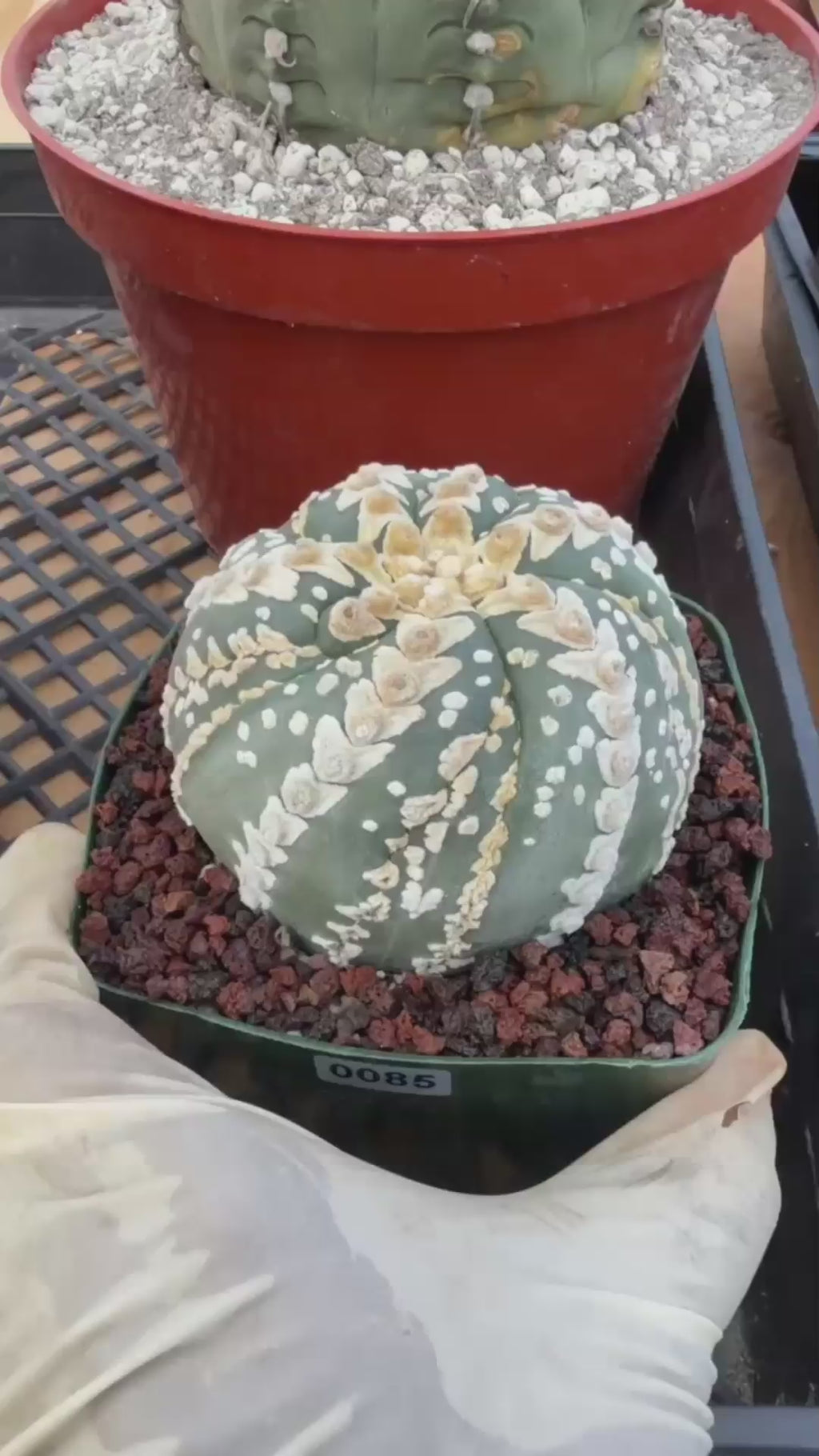 Astrophytum V Type Spiral Form Succulent – Rare Collectible Cactus with Additional Ribs