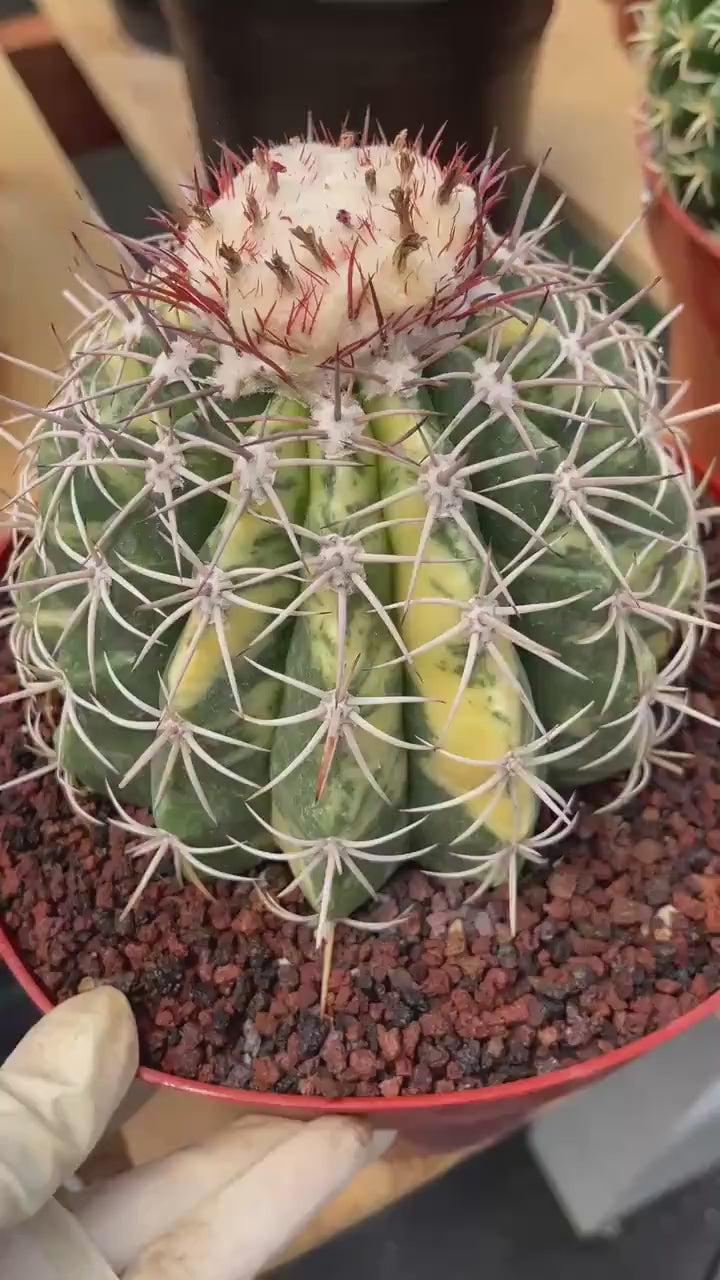 Variegated Melocactus | Rare Live Cactus Plant #417