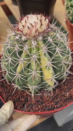 Variegated Melocactus | Rare Live Cactus Plant #417