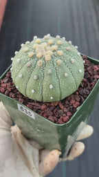 Astrophytum Asterias 13 Ribs – Seed Grown Collector’s Cactus #635
