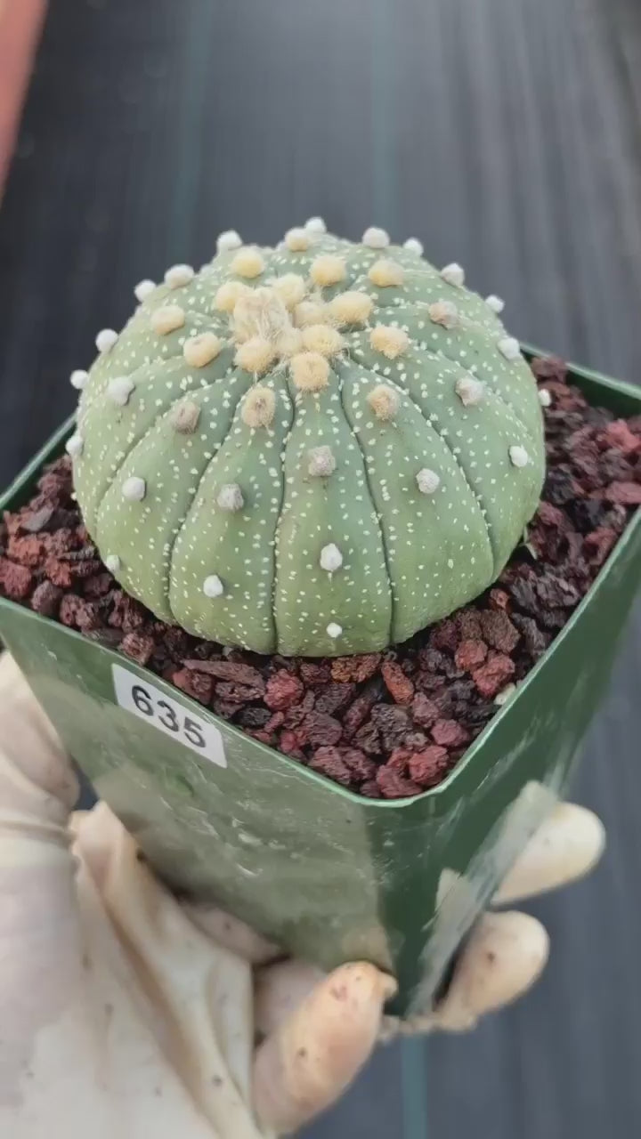 Astrophytum Asterias 13 Ribs – Seed Grown Collector’s Cactus #635