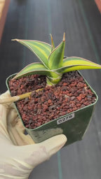 Variegated Sansevieria Pinguicula Rooted Pup #276 | Rare Walking Snake Plant | 4in Pot Collector Succulent
