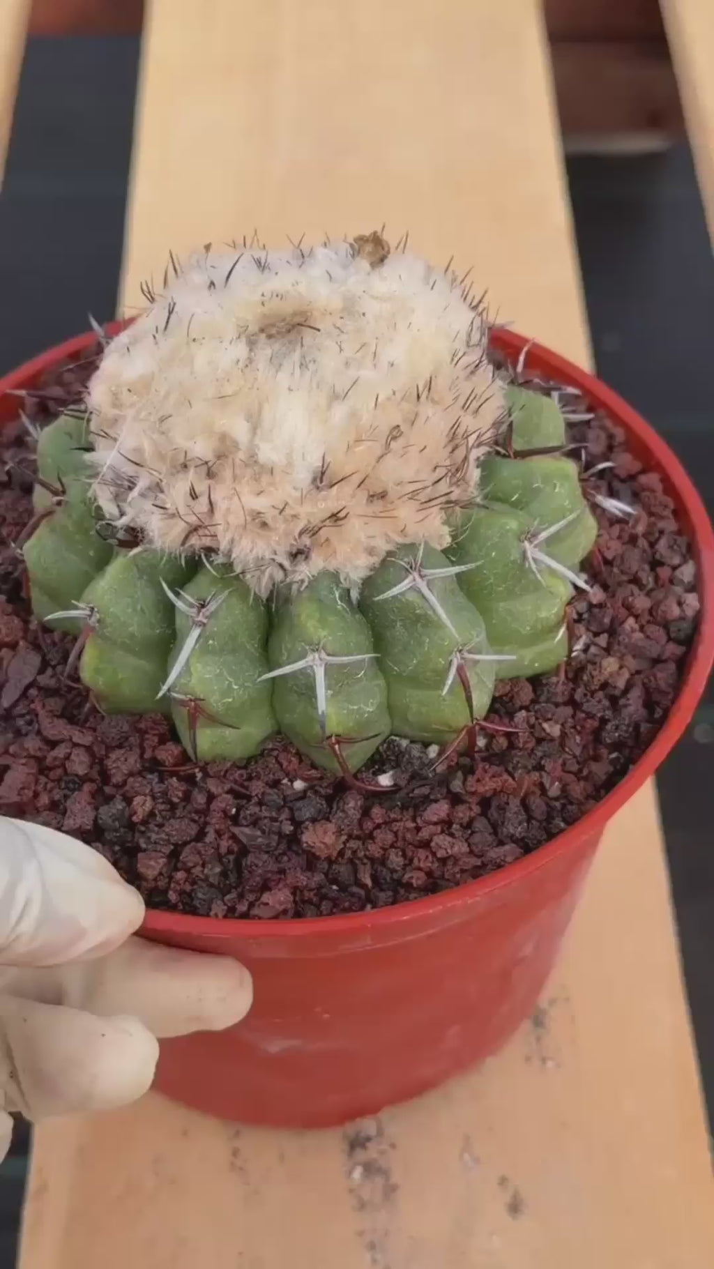Discocactus heptacanthus × placentiformis Hybrid #175 — Rare Collector Cactus