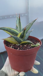 Variegated Sansevieria Pinguicula with Pup #655