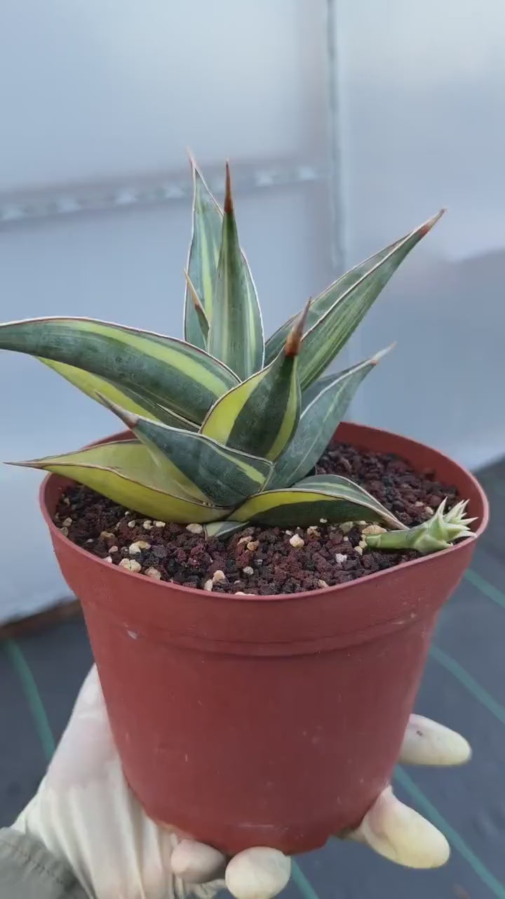 Variegated Sansevieria Pinguicula with Pup #655