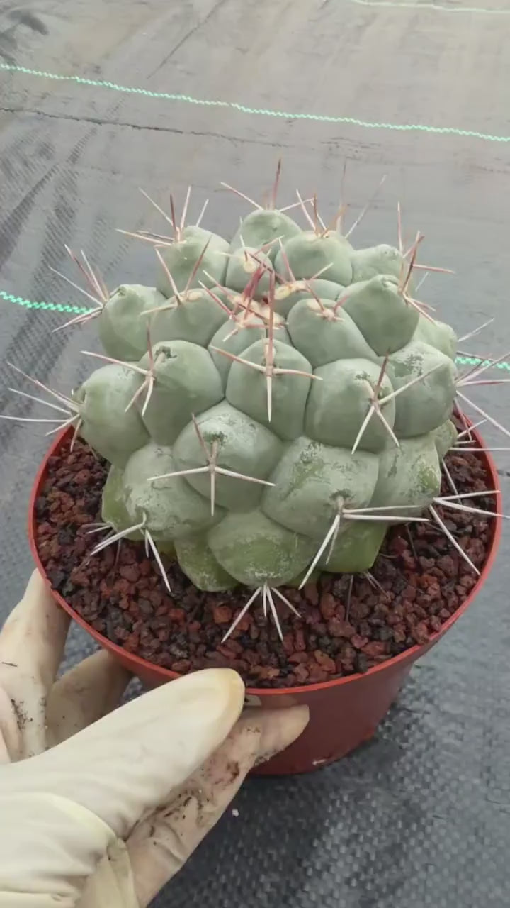 Rare Thelocactus Hexaedrophorus #44