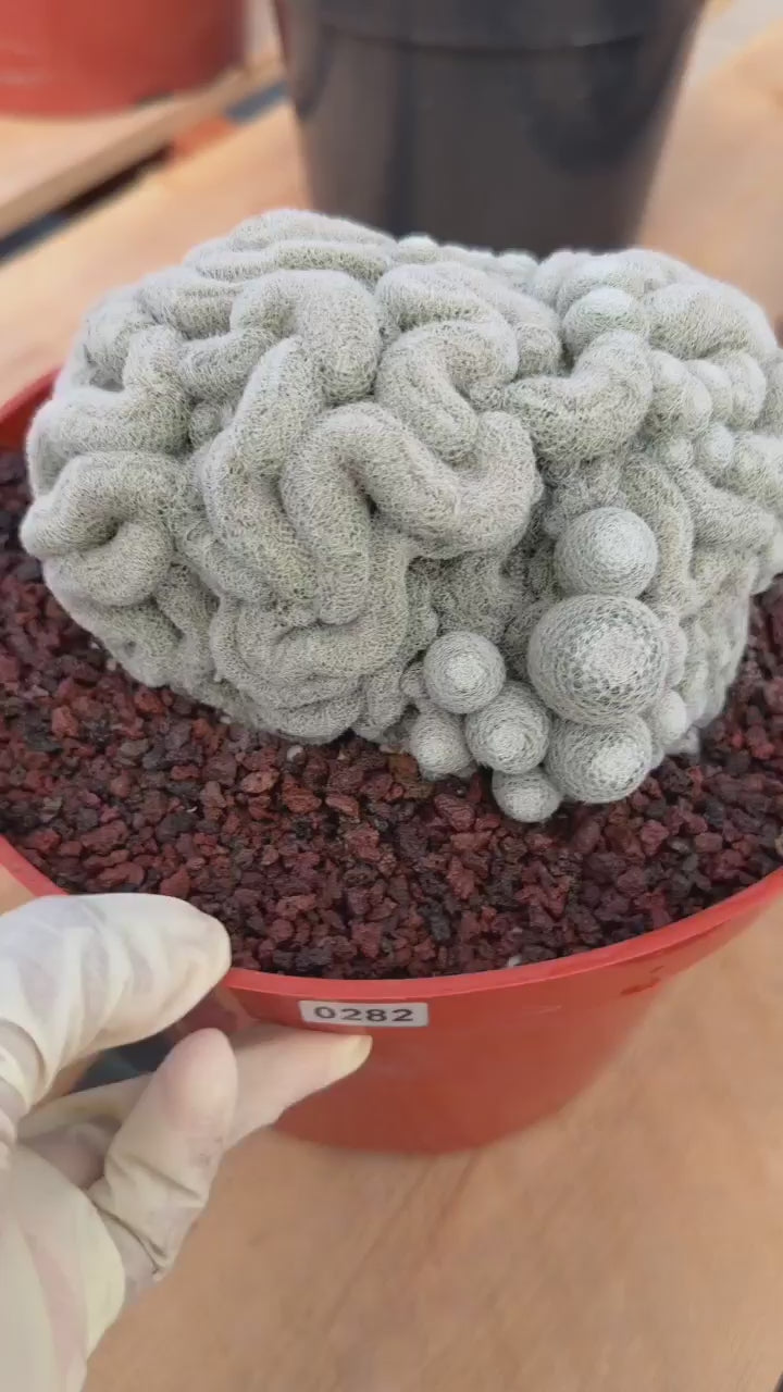 Rare Crested Mammillaria #282 | Live Specimen Cactus