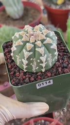 Astrophytum V Type – Rare Seed-Grown Collector Cactus | Live Plant