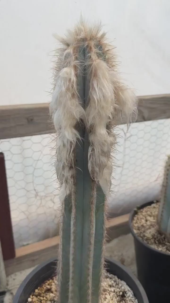 Blue Pilosocereus Pachycladus | Rooted Cutting