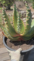 Aloe marlothii (Mountain Aloe) Live Succulent #0645