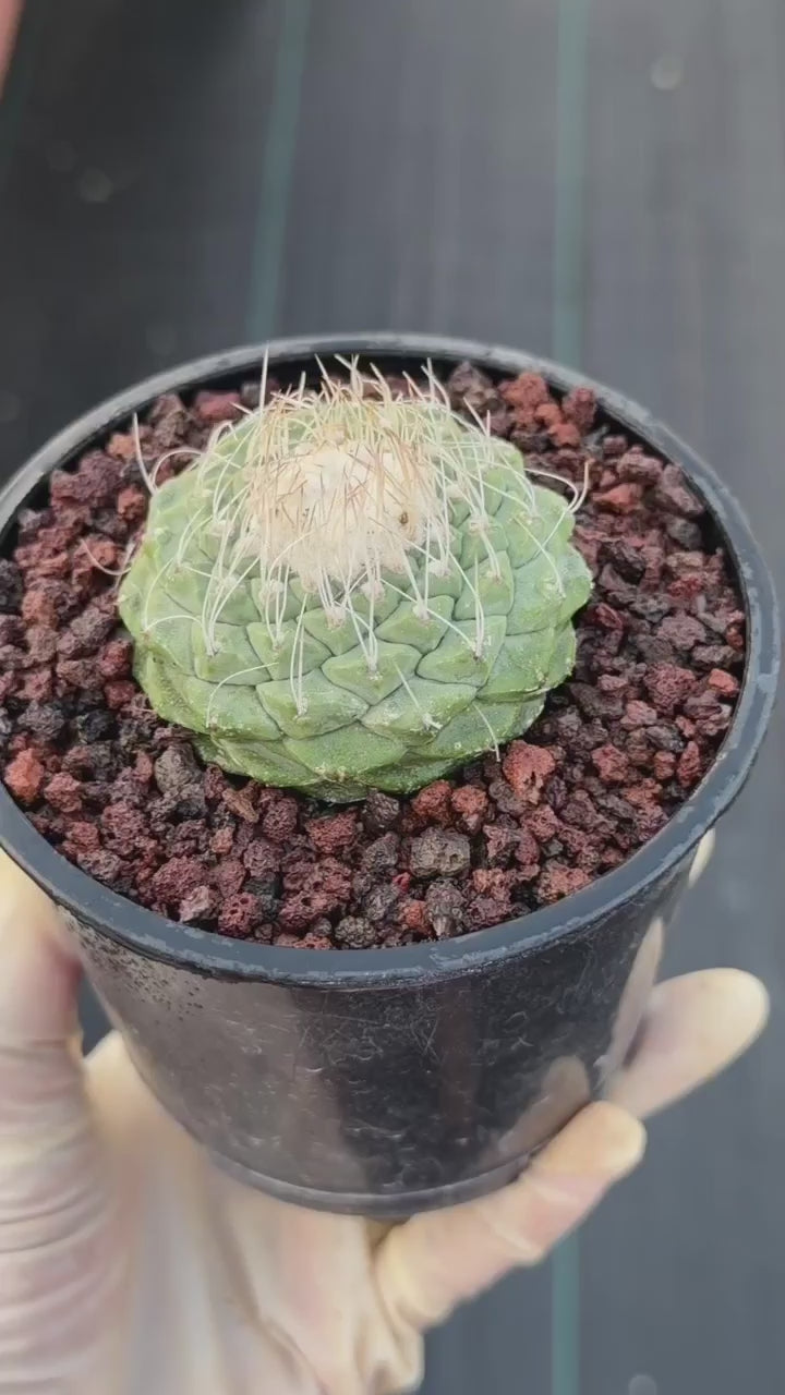 Strombocactus Seed‑Grown Rare Live Cactus #190 | Collector Specimen Plant | Succulent Houseplant