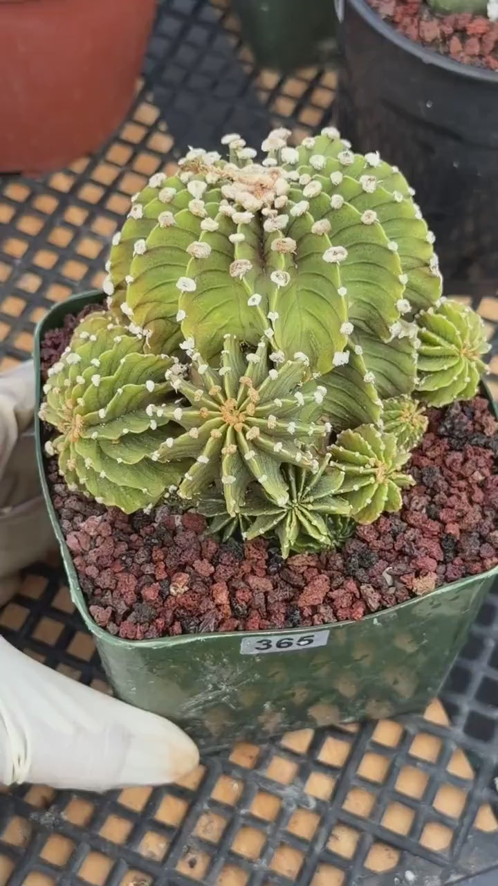 Gymnocalycium LB Cluster Seed Grown Rare Live Cactus – Plant #365
