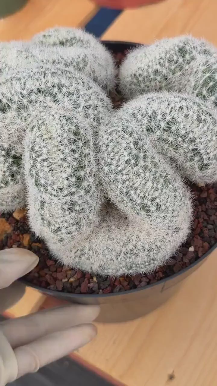 Crested Mammillaria Candida Live Cactus – Specimen Plant #306