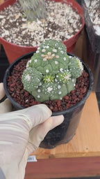 Astrophytum Kikko Cactus w/Pups – Rare Seed Grown Succulent #646