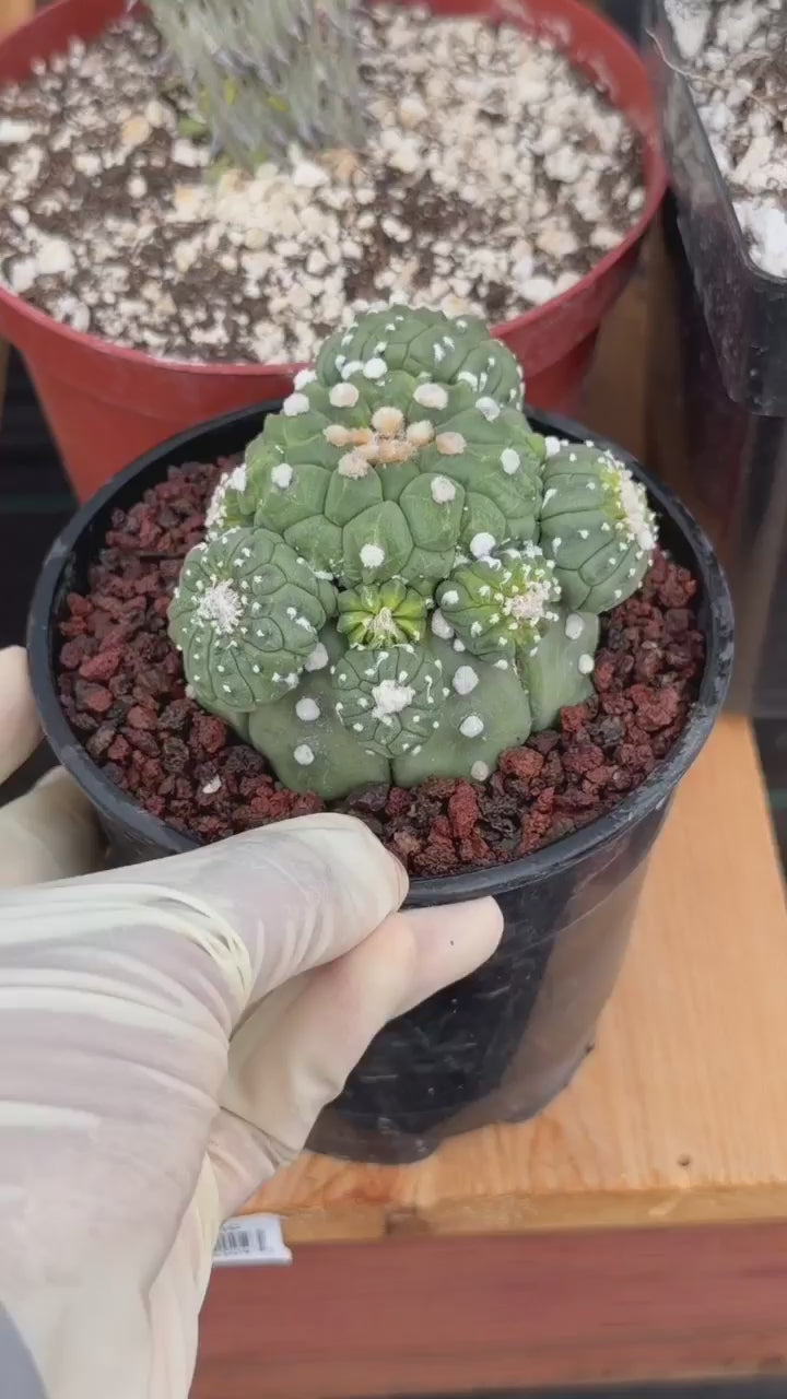 Astrophytum Kikko Cactus w/Pups – Rare Seed Grown Succulent #646