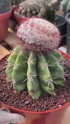 Melocactus Big Cephalium | Rare Specimen Cactus #452