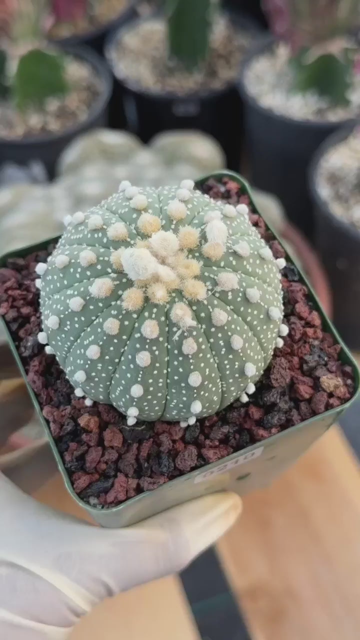 Astrophytum Asterias 12‑Rib Form – Seed‑Grown Collector’s Cactus