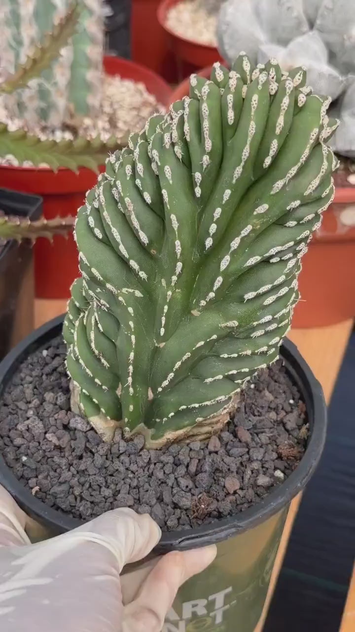 Crested Mexican Fence Post Cactus – Rare Live Plant #447