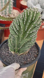 Crested Mexican Fence Post Cactus – Rare Live Plant #447
