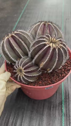 Uebelmannia Pectinifera Cluster #35 | Rare Purple Ribbed Cactus | Live Collector Specimen