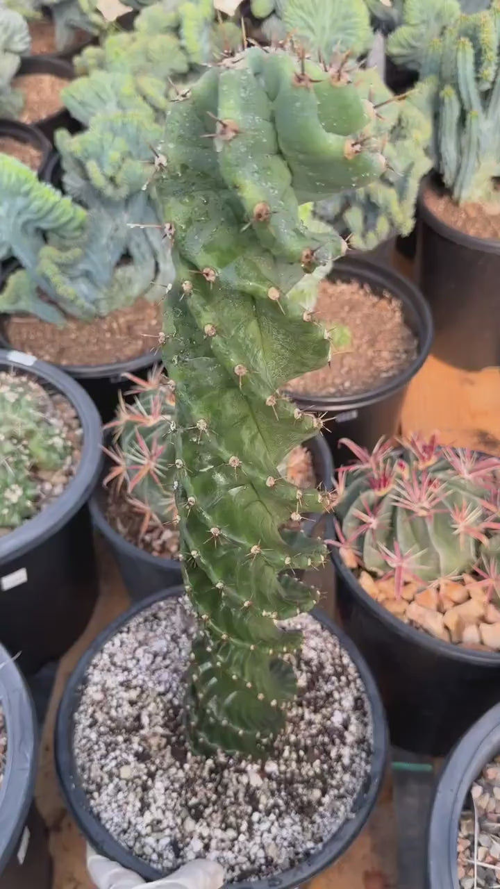 Spiral Columnar Cactus Rare Live Plant – 18" Tall Exact Plant #922