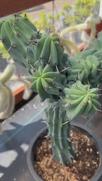 Crested Blue Myrtle Cactus Live Plant – Fan Shape