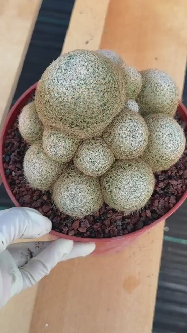 Mammillaria Lenta Cluster Golden Spine Form | Specimen Cactus