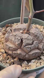 Dioscorea Elephantipes | Rare Seed-Grown Caudiciform Succulent | Turtle Back Plant