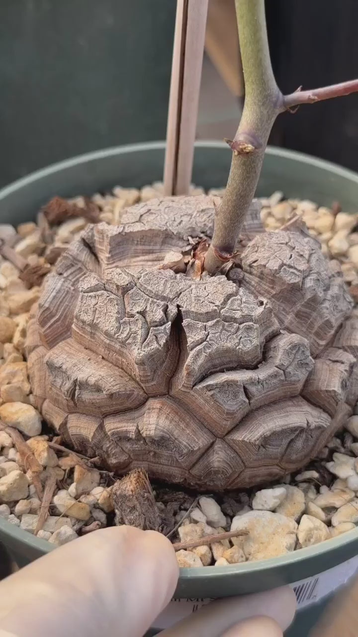 Dioscorea Elephantipes | Rare Seed-Grown Caudiciform Succulent | Turtle Back Plant