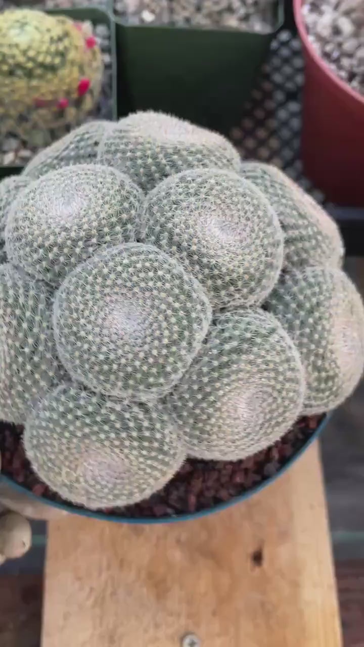 Mammillaria Perbella Cluster Cactus #369